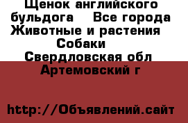 Щенок английского бульдога  - Все города Животные и растения » Собаки   . Свердловская обл.,Артемовский г.